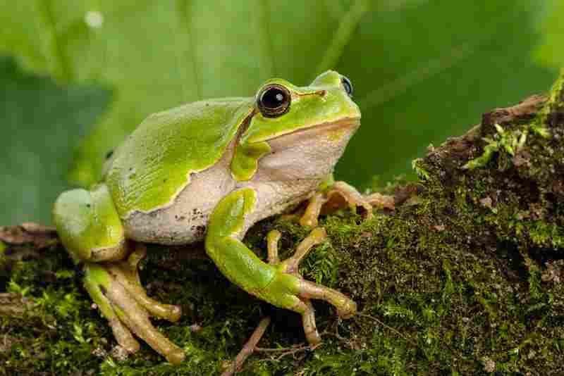 frog - amphibia with detailed facts including diet, lifespan, weight and habitat information