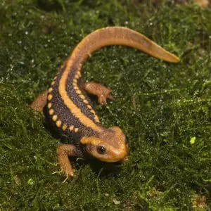 newt - amphibia with detailed facts including diet, lifespan, weight and habitat information