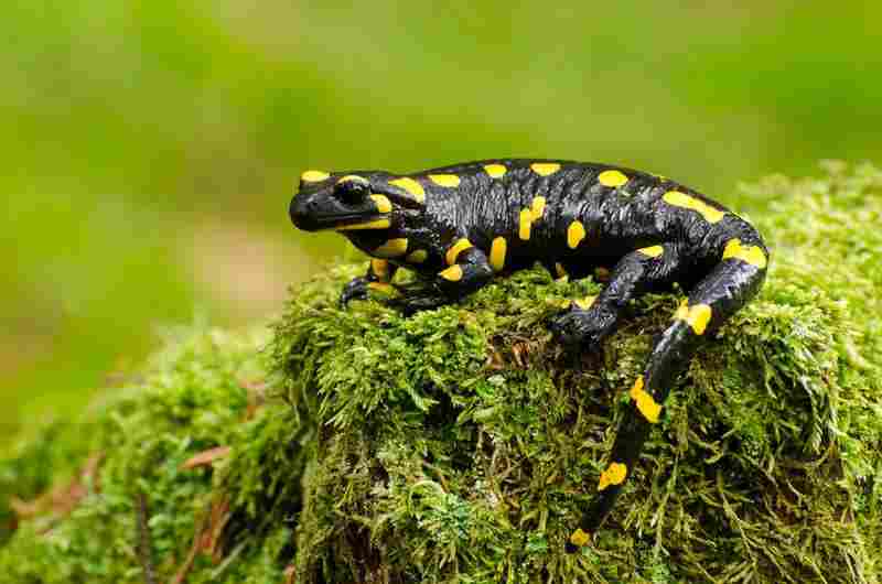 salamander - amphibia with detailed facts including diet, lifespan, weight and habitat information