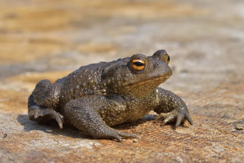 toad - amphibia with detailed facts including diet, lifespan, weight and habitat information