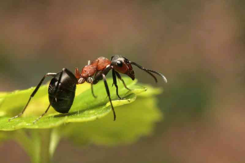 ant - arthropods ant - arthropods with detailed facts including diet, lifespan, weight and habitat information