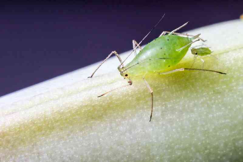 aphid - arthropods with detailed facts including diet, lifespan, weight and habitat information