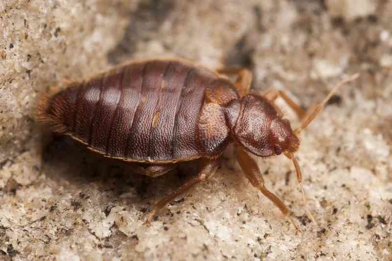 bedbug - arthropods with detailed facts including diet, lifespan, weight and habitat information