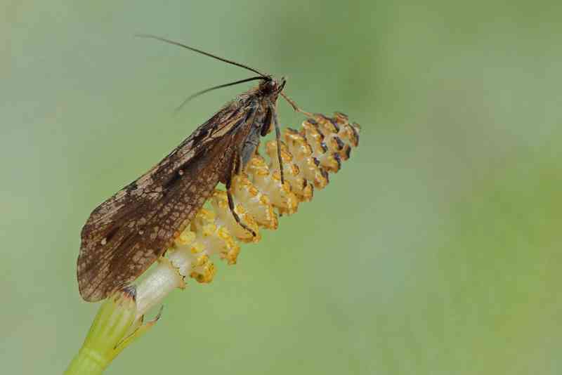 caddisfly - arthropods with detailed facts including diet, lifespan, weight and habitat information