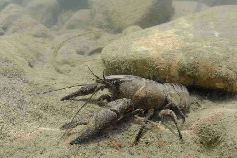crayfish - arthropods with detailed facts including diet, lifespan, weight and habitat information