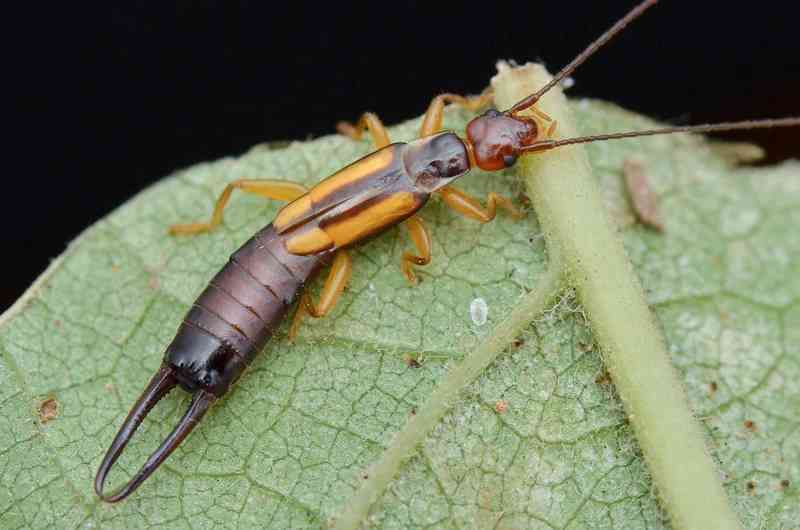 earwig - arthropods with detailed facts including diet, lifespan, weight and habitat information