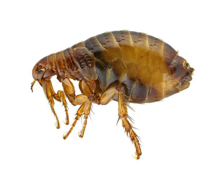 flea - arthropods with detailed facts including diet, lifespan, weight and habitat information