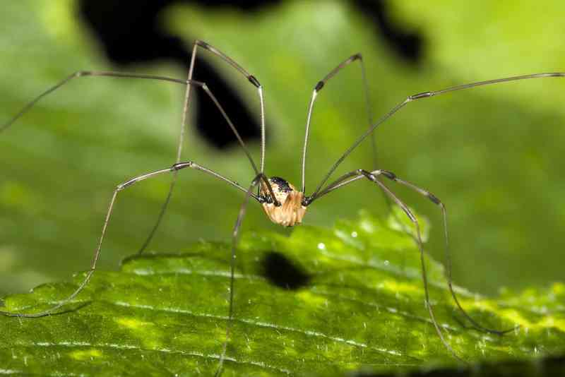 harvestman - arthropods with detailed facts including diet, lifespan, weight and habitat information