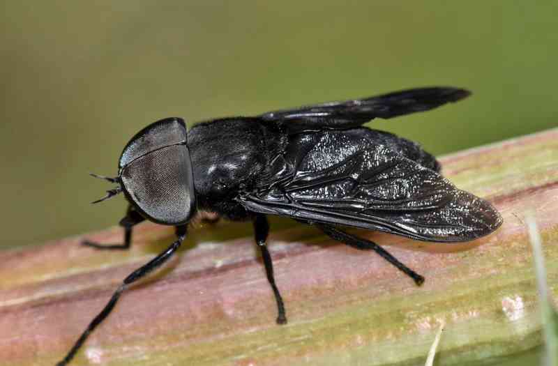 horsefly - arthropods with detailed facts including diet, lifespan, weight and habitat information