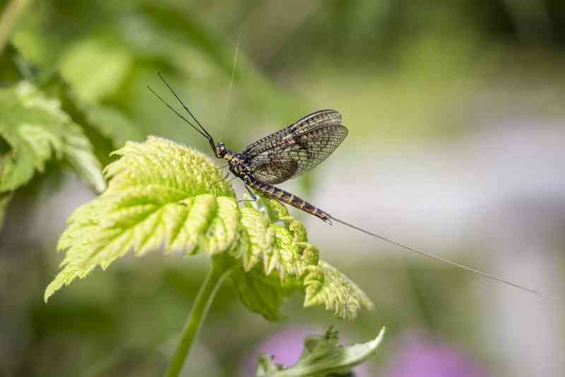mayfly - arthropods with detailed facts including diet, lifespan, weight and habitat information