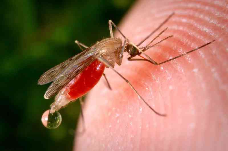 mosquito - arthropods mosquito - arthropods with detailed facts including diet, lifespan, weight and habitat information