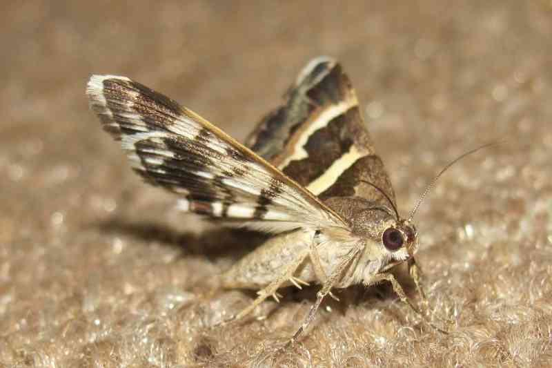 moth - arthropods with detailed facts including diet, lifespan, weight and habitat information