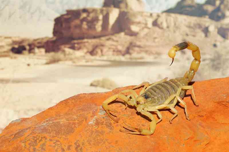 scorpion - arthropods with detailed facts including diet, lifespan, weight and habitat information