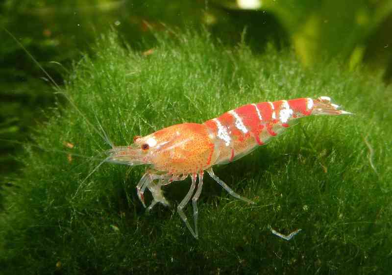 shrimp - arthropods with detailed facts including diet, lifespan, weight and habitat information