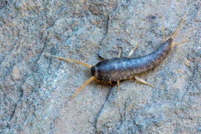 silverfish - arthropods with detailed facts including diet, lifespan, weight and habitat information