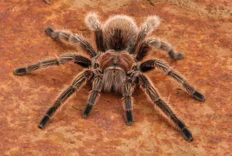 tarantula - arthropods with detailed facts including diet, lifespan, weight and habitat information