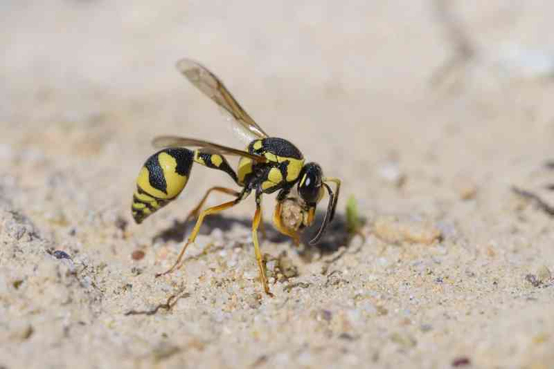wasp - arthropods with detailed facts including diet, lifespan, weight and habitat information