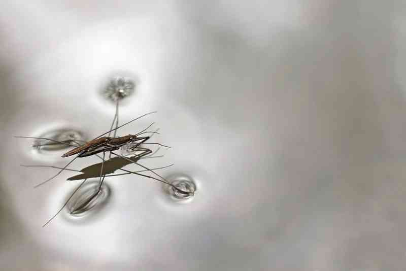 waterstrider - arthropods with detailed facts including diet, lifespan, weight and habitat information