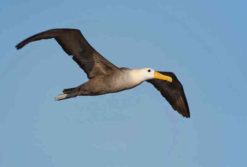 albatross - birds albatross - birds with detailed facts including diet, lifespan, weight and habitat information