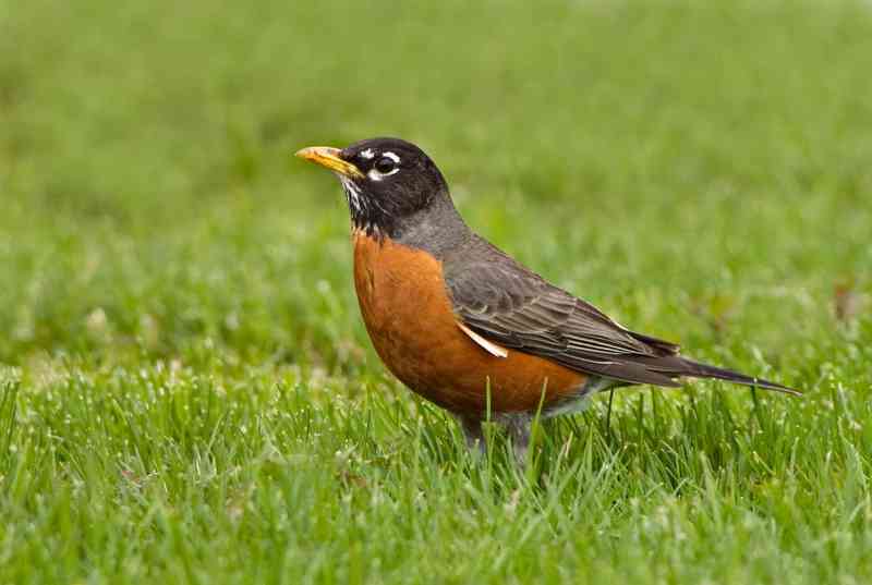 americanrobin - birds with detailed facts including diet, lifespan, weight and habitat information