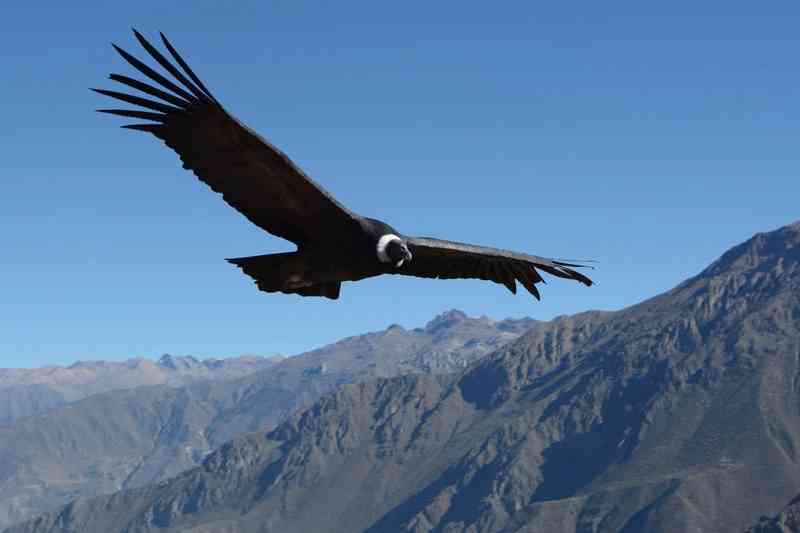 andeancondor - birds with detailed facts including diet, lifespan, weight and habitat information