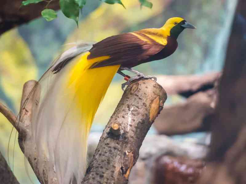 birdofparadise - birds with detailed facts including diet, lifespan, weight and habitat information