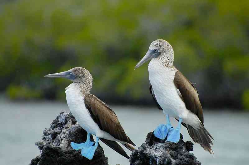 bluefootedbooby - birds with detailed facts including diet, lifespan, weight and habitat information