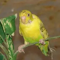 budgerigar - birds with detailed facts including diet, lifespan, weight and habitat information