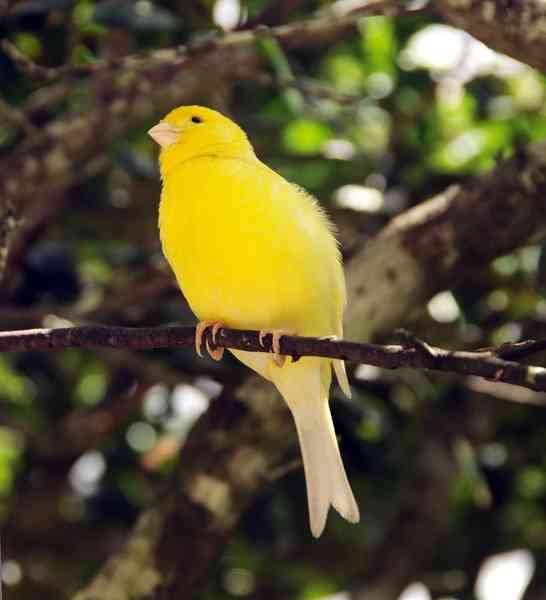 canary - birds with detailed facts including diet, lifespan, weight and habitat information