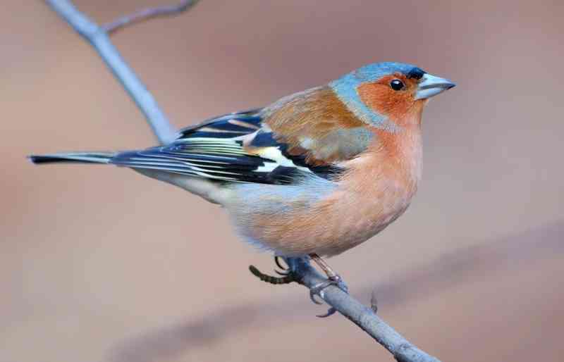 chaffinch - birds with detailed facts including diet, lifespan, weight and habitat information