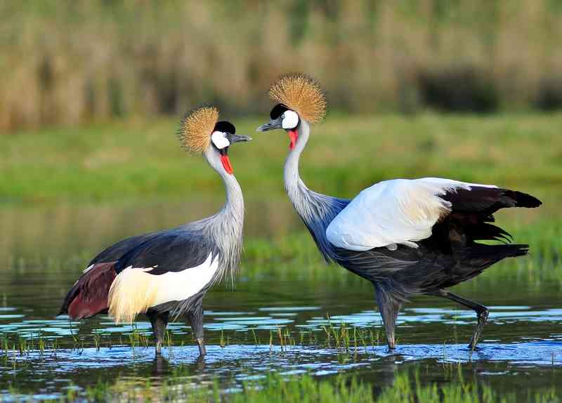 crane - birds with detailed facts including diet, lifespan, weight and habitat information