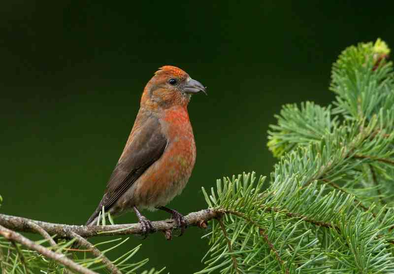 crossbill - birds with detailed facts including diet, lifespan, weight and habitat information