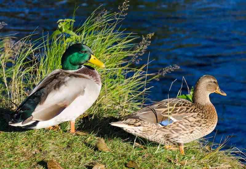 duck - birds with detailed facts including diet, lifespan, weight and habitat information
