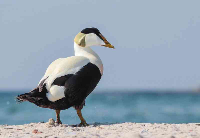 eider - birds with detailed facts including diet, lifespan, weight and habitat information