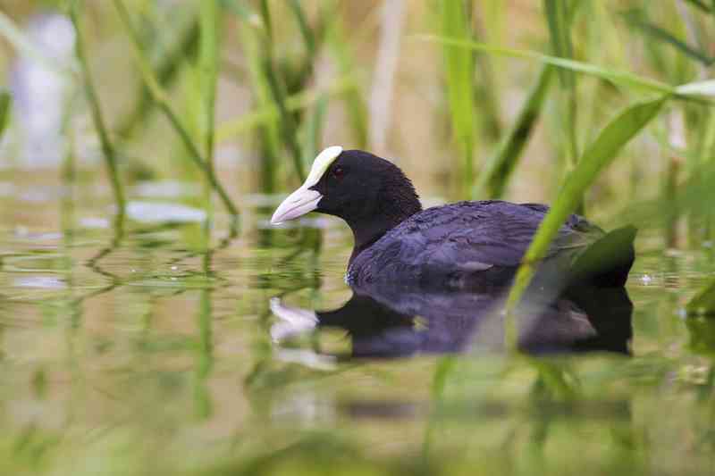eurasiancoot - birds with detailed facts including diet, lifespan, weight and habitat information