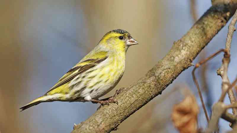 eurasiansiskin - birds with detailed facts including diet, lifespan, weight and habitat information