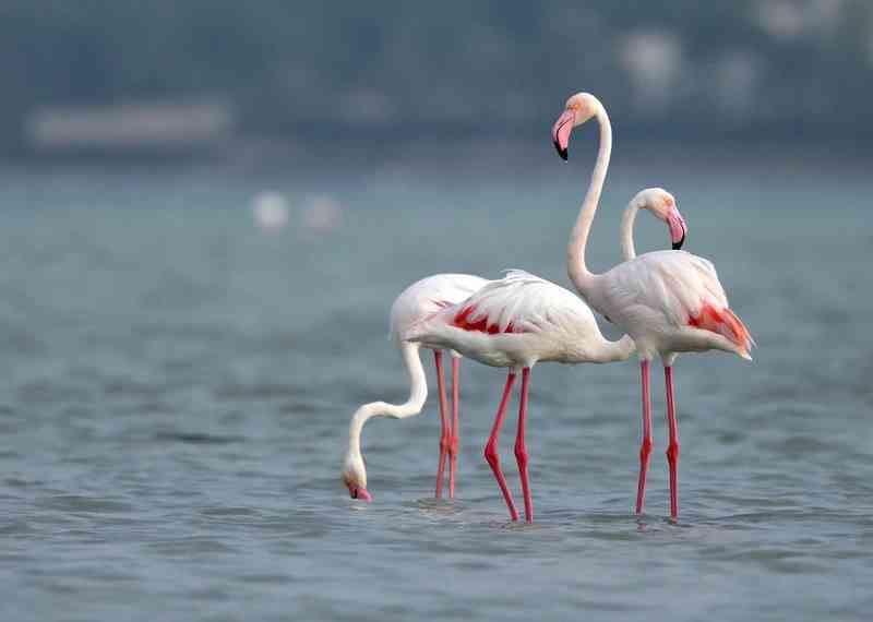 flamingo - birds flamingo - birds with detailed facts including diet, lifespan, weight and habitat information