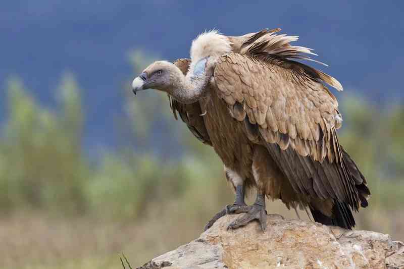 griffonvulture - birds with detailed facts including diet, lifespan, weight and habitat information