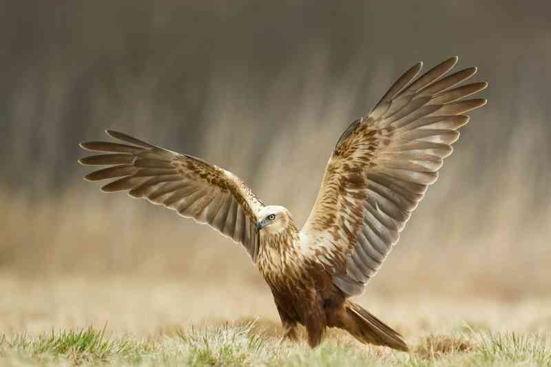 harrier - birds with detailed facts including diet, lifespan, weight and habitat information