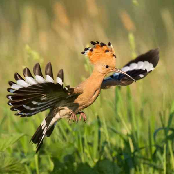 hoopoe - birds with detailed facts including diet, lifespan, weight and habitat information