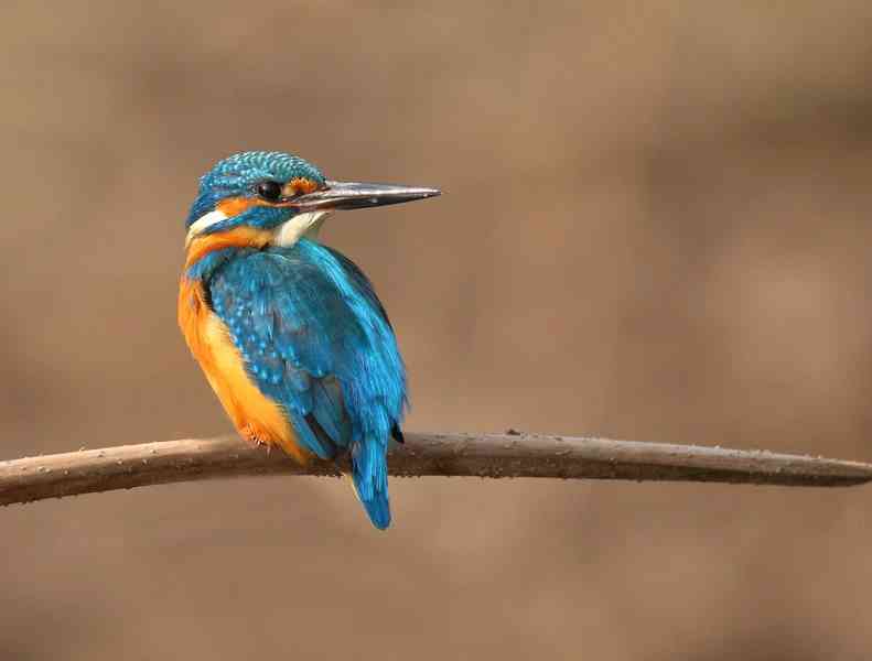 kingfisher - birds with detailed facts including diet, lifespan, weight and habitat information