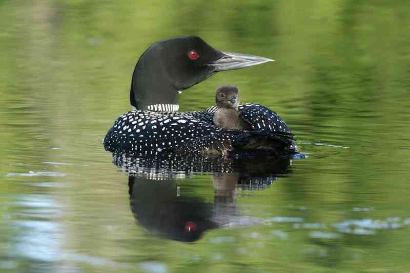 loon - birds with detailed facts including diet, lifespan, weight and habitat information
