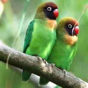 lovebird - birds with detailed facts including diet, lifespan, weight and habitat information