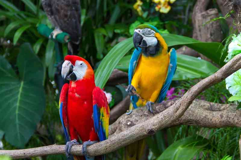 macaw - birds with detailed facts including diet, lifespan, weight and habitat information