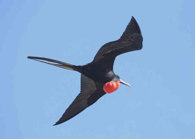 magnificentfrigatebird - birds with detailed facts including diet, lifespan, weight and habitat information