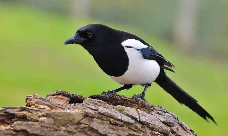 magpie - birds with detailed facts including diet, lifespan, weight and habitat information