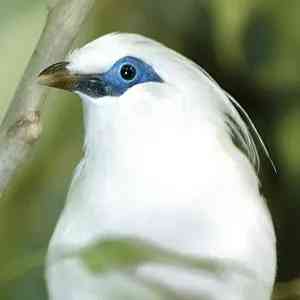 mynah - birds with detailed facts including diet, lifespan, weight and habitat information