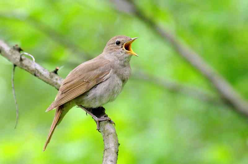 nightingale - birds with detailed facts including diet, lifespan, weight and habitat information