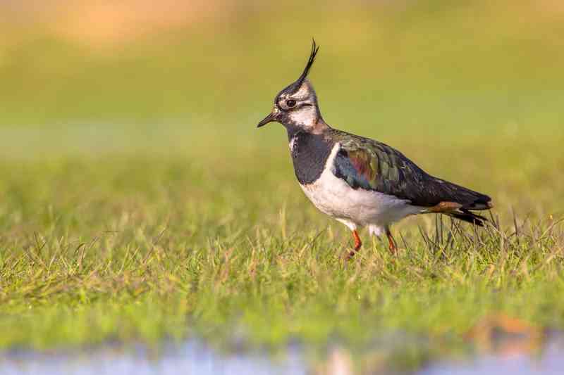 northernlapwing - birds with detailed facts including diet, lifespan, weight and habitat information