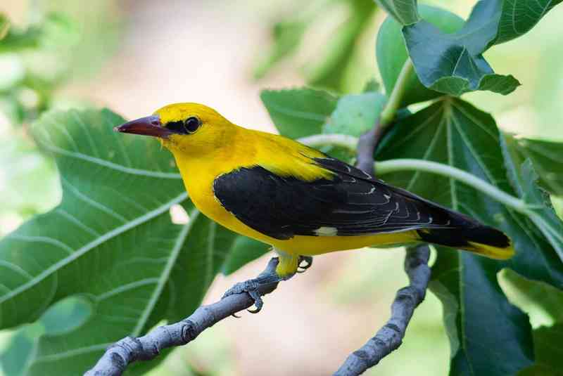 oriole - birds with detailed facts including diet, lifespan, weight and habitat information